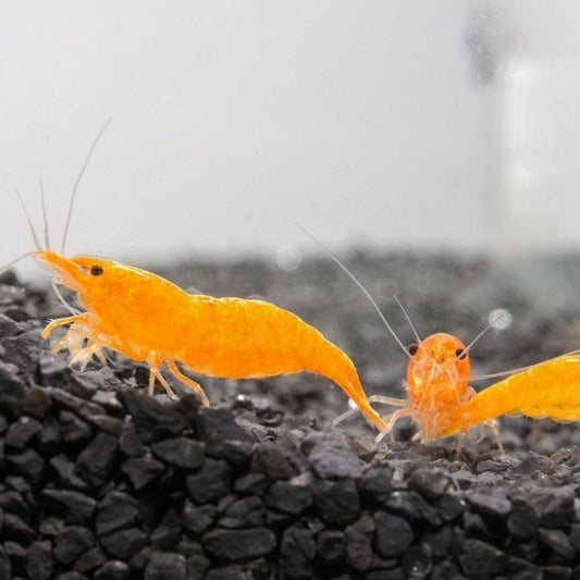 Orange Shrimp (High Grade)