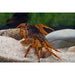 Panther Crab