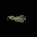 Pearl Gourami, 2