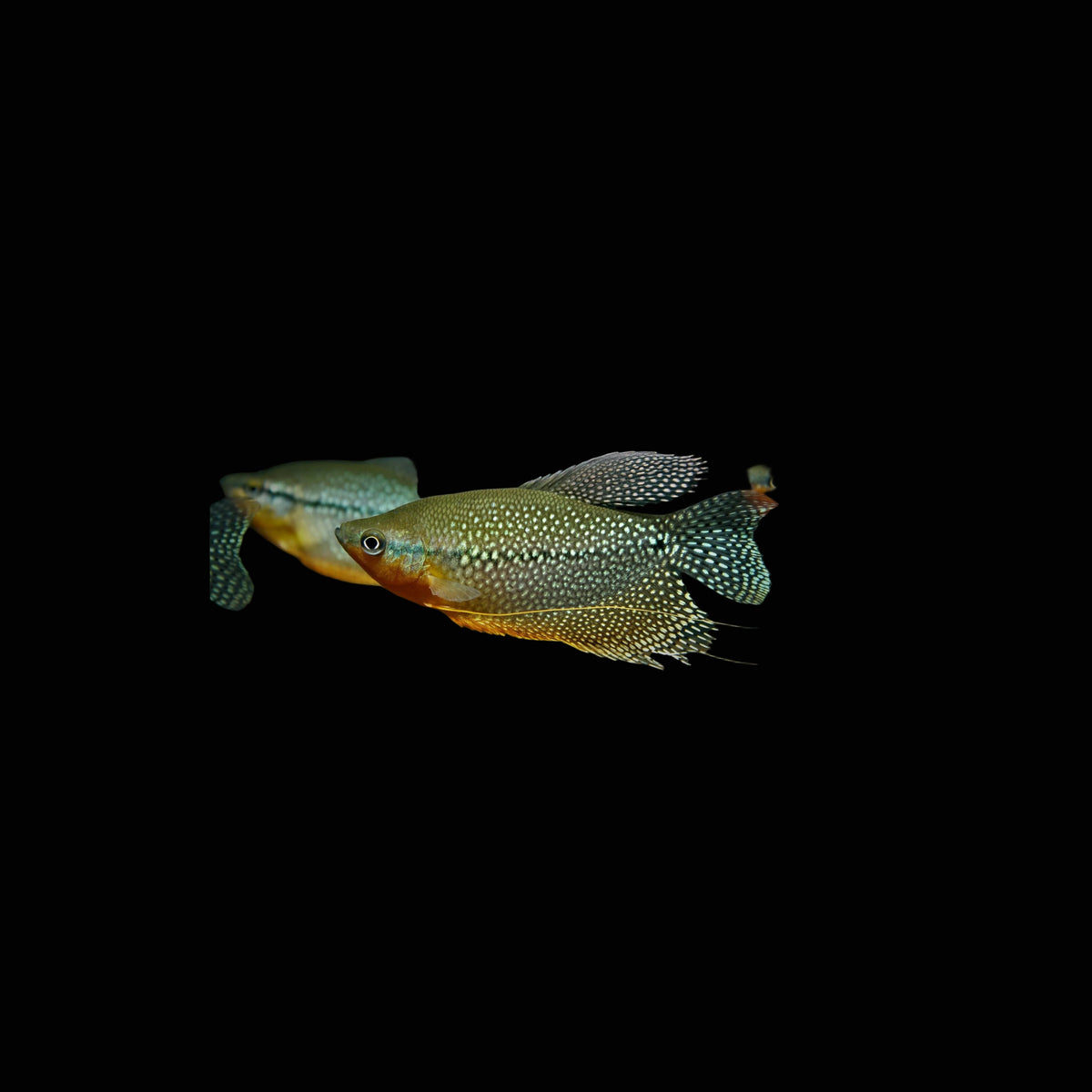 Pearl Gourami, 2"
