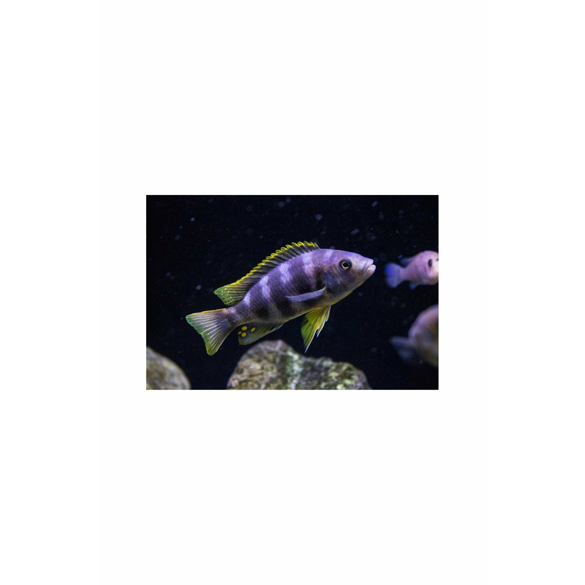 Petrotilapia Chitimba