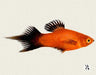 Wagtail Pintail Platy (Pair)