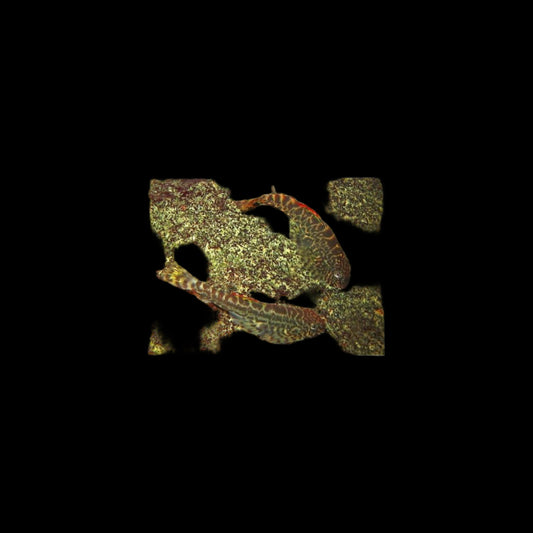 Hillstream Loach / Pseudogastromyzon myersi