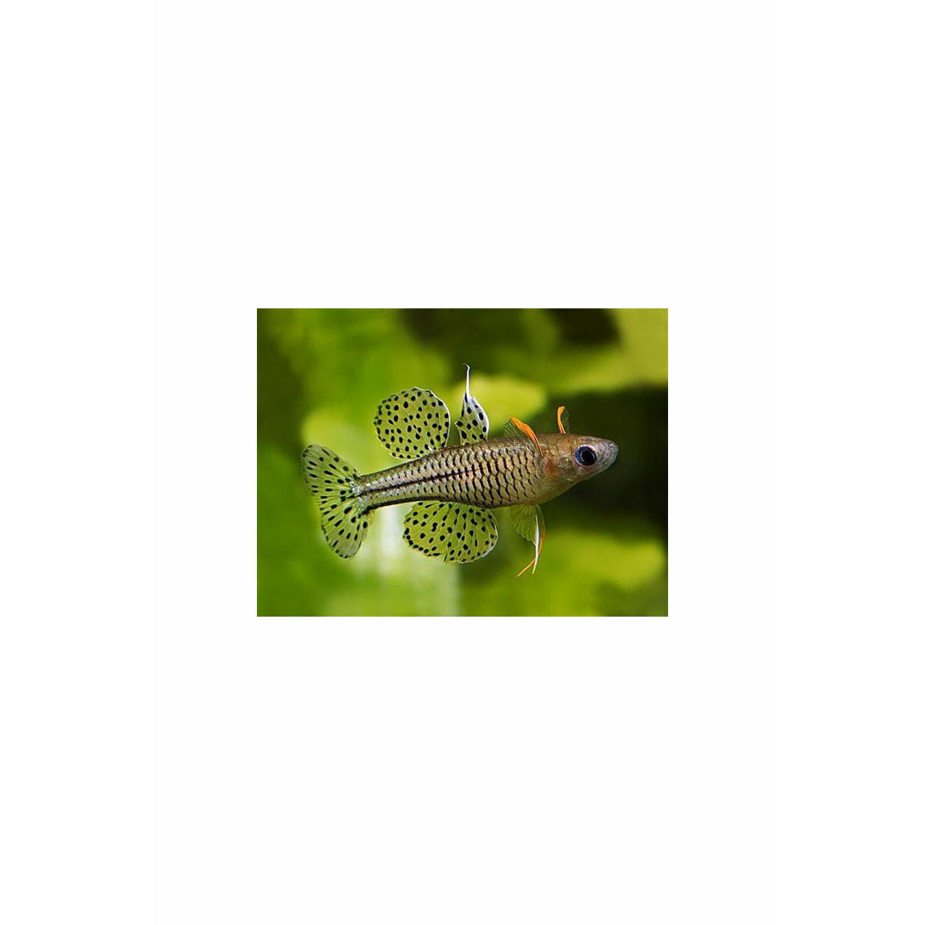 Pseudomugil gertrudae – Spotted Blue-eye