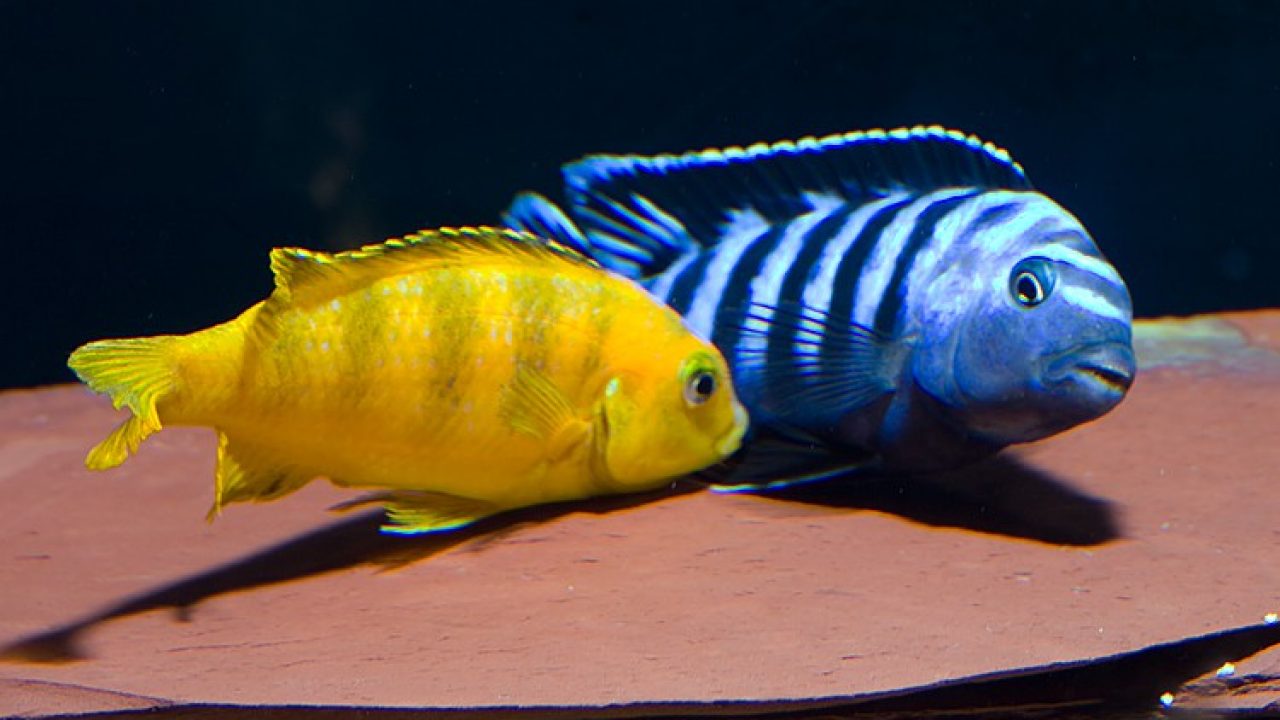 Saulosi Cichlid