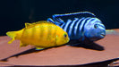 Saulosi Cichlid (Pair)