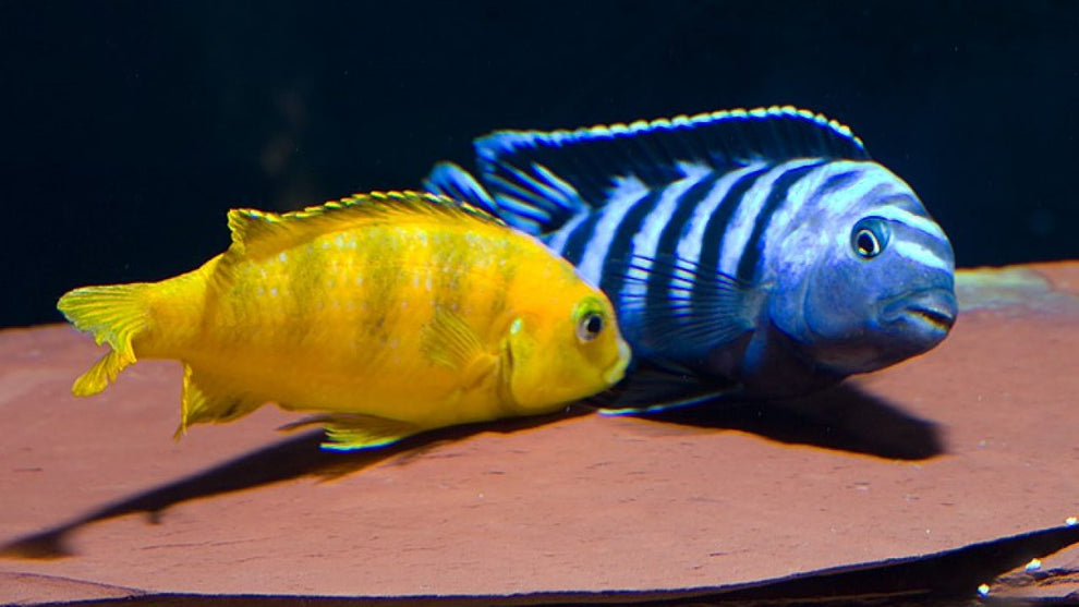 Saulosi Cichlid (Pair) – Best4Pets