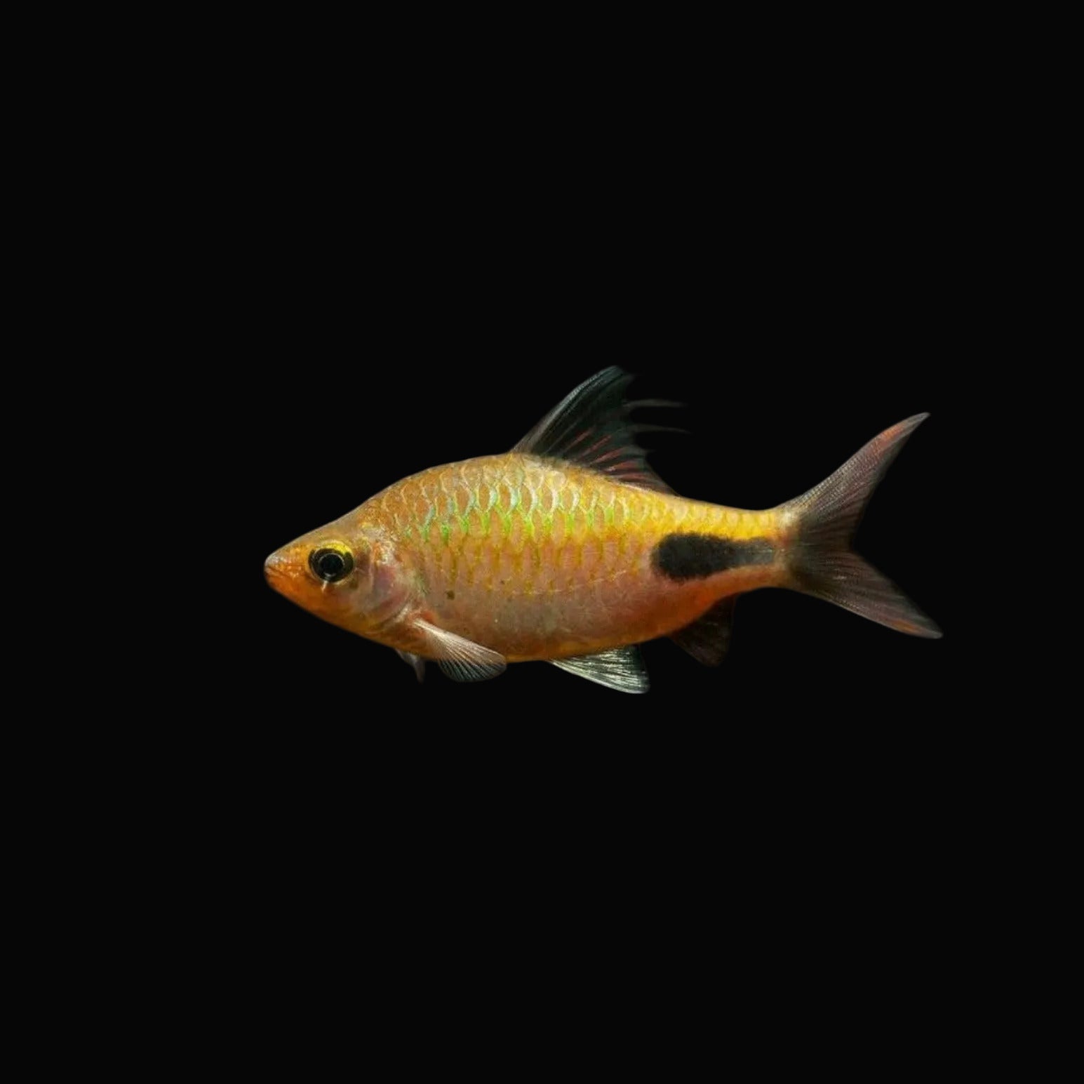 Rohani Barb 4"