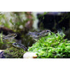 Pygmy Cory