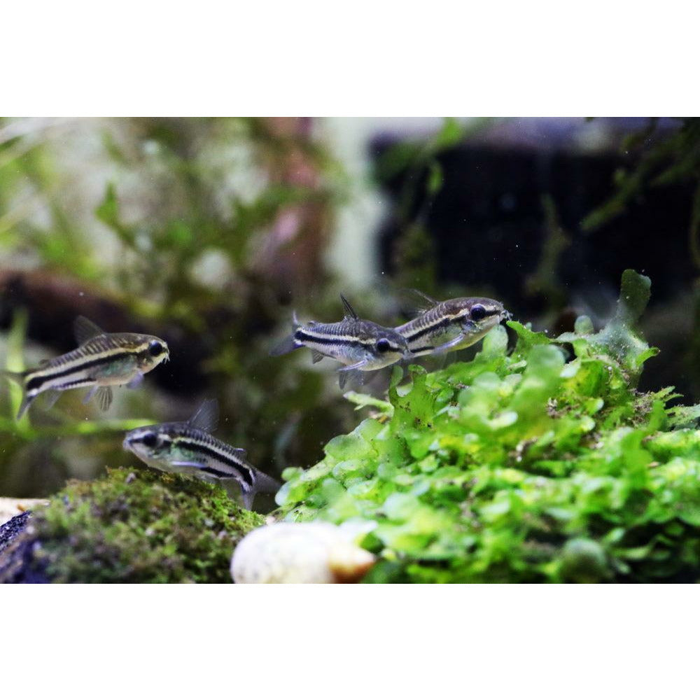 Pygmy Cory