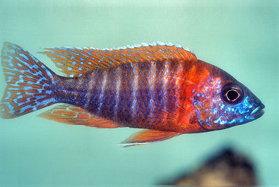 Red Peacock Cichlid