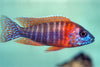 Red Peacock Cichlid