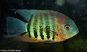 Red Shoulder Severum 4inch