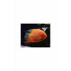 Red Spotted severum Cichlid