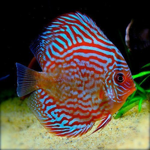 Red Turquoise Discus 3.5inch