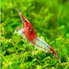 Red Rili Shrimp