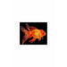 Oranda Goldfish Medium Large