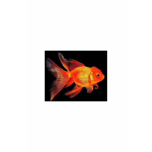 Oranda Goldfish Medium Large
