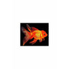 Oranda Goldfish Medium Large