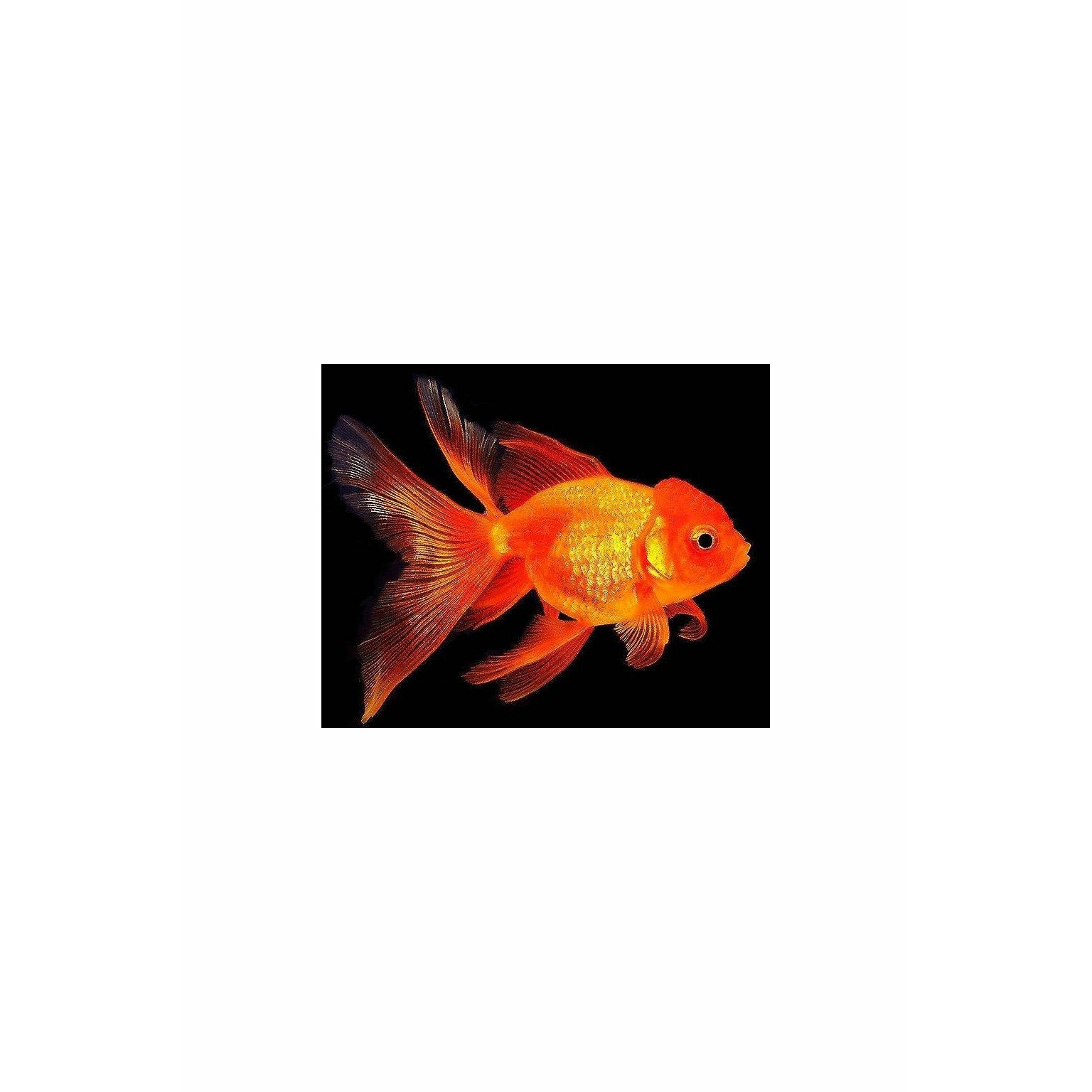 Oranda Goldfish Medium Large