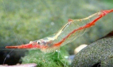 Red Nose Shrimp