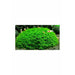 Riccardia chamedryfolia / Coral Moss TC