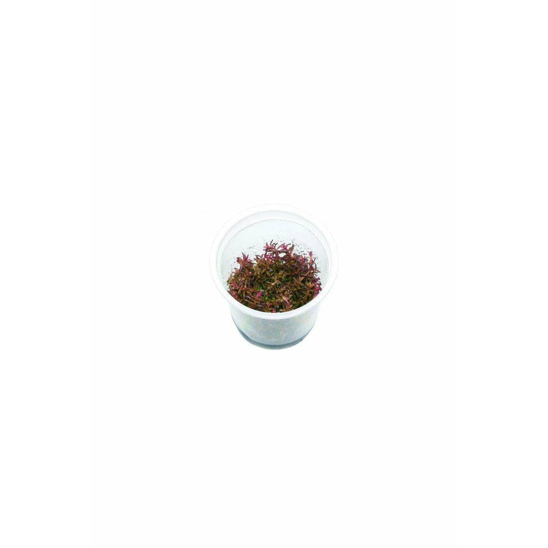 Rotala macrandra sp. mini TC