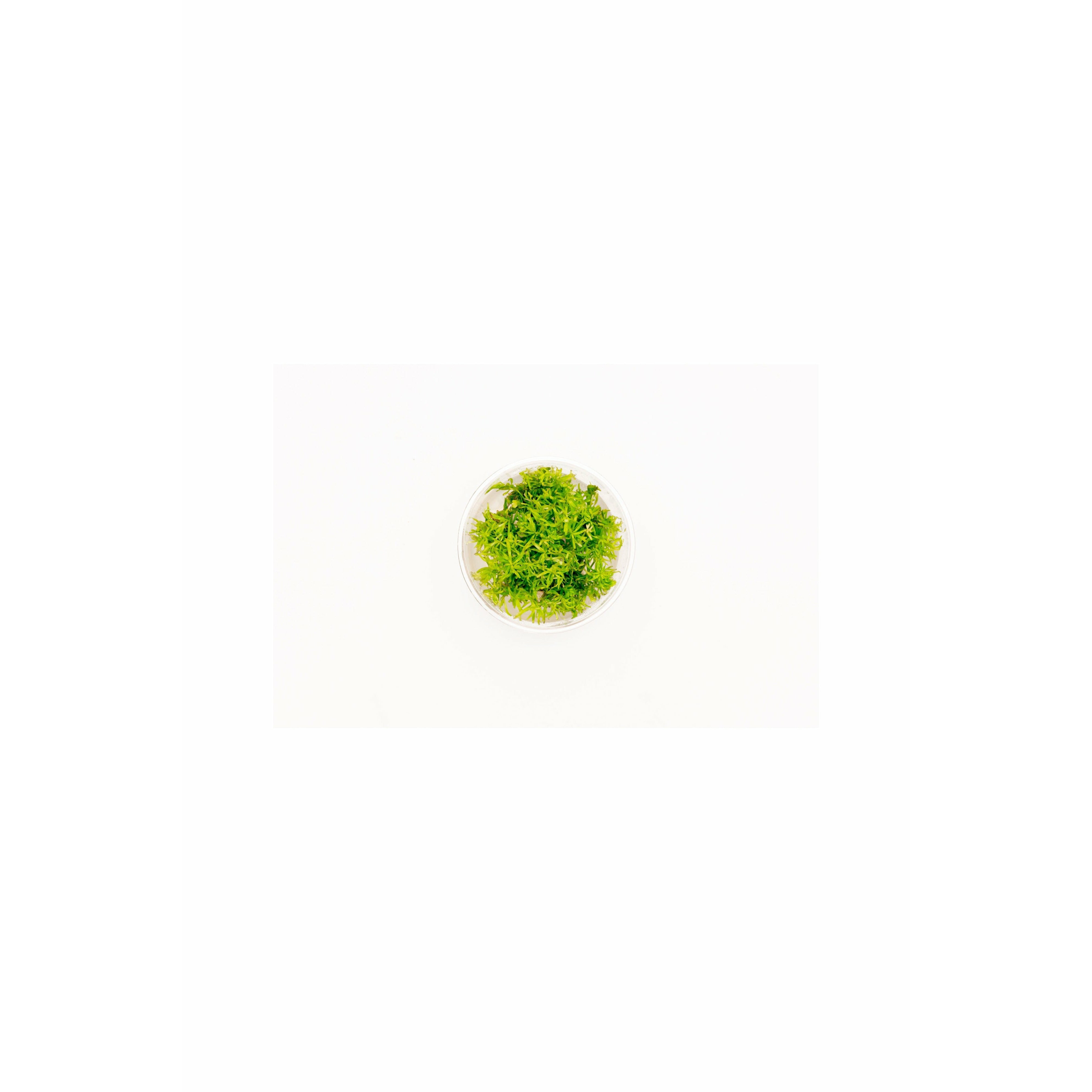 Rotala Rotundifolia `green` TC.