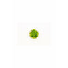 Rotala Rotundifolia `green` TC.