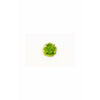 Rotala Rotundifolia `green` TC.