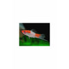 XL Santa Claus Swordtail