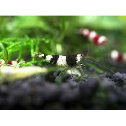 Black Crystal Shrimp