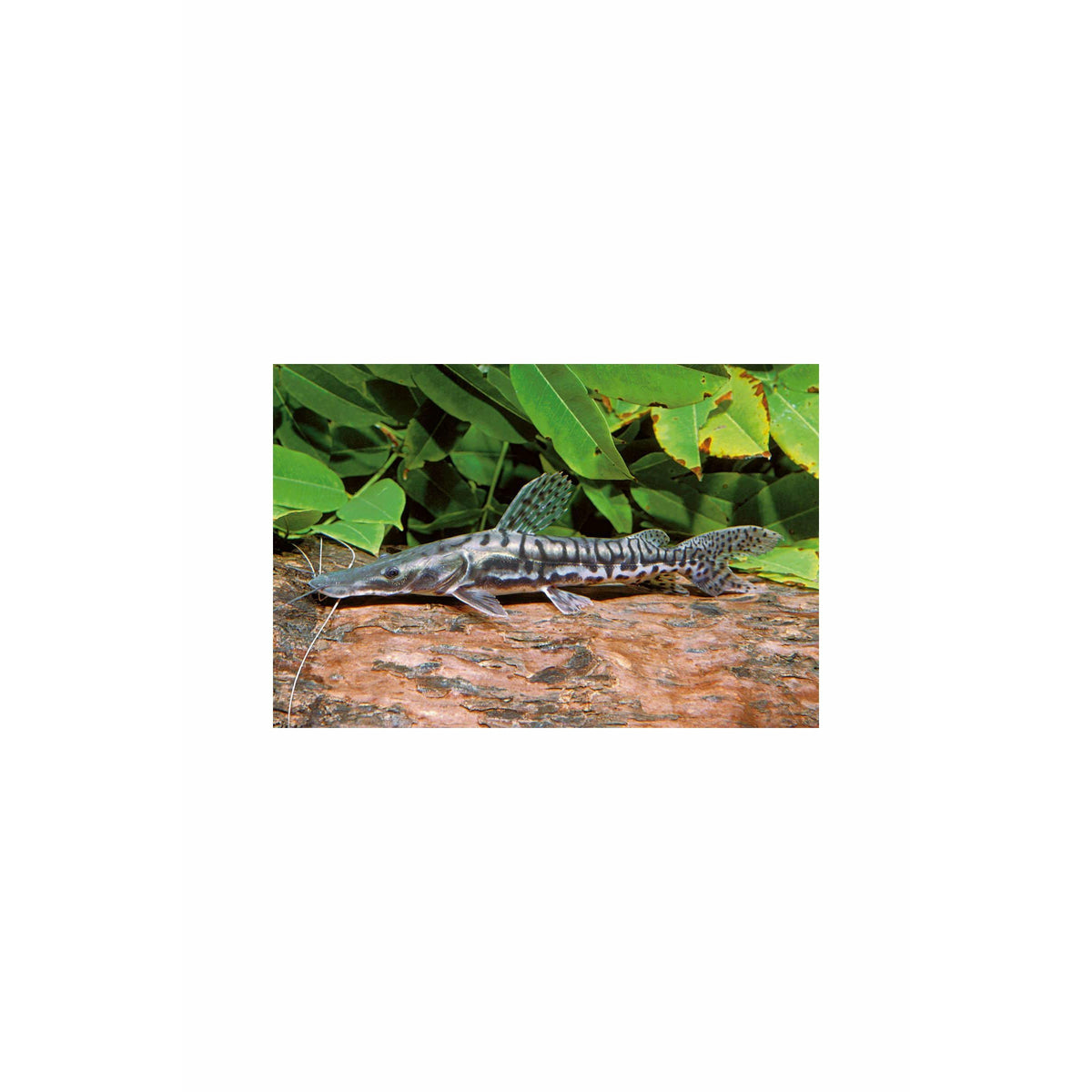 Buy Catfish Online For Your Aquarium | Best Collection – Best4Pets