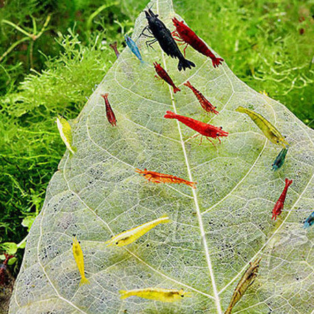 Shrimp Combo 2 - Fire Red, Aura Blue & Orange Shrimp