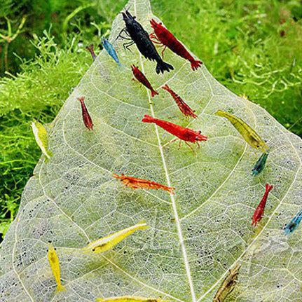 Shrimp Combo 3 - Bloody Mary, Orange & Blue Shrimp