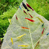 Shrimp Combo 4 - Fire Red, Aura Blue & Orange Shrimp