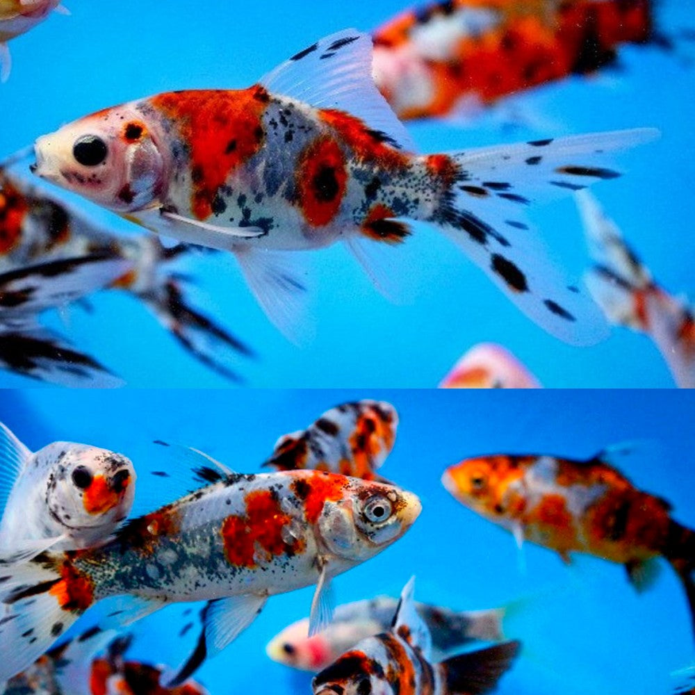 Shubunkin Goldfish 6inch
