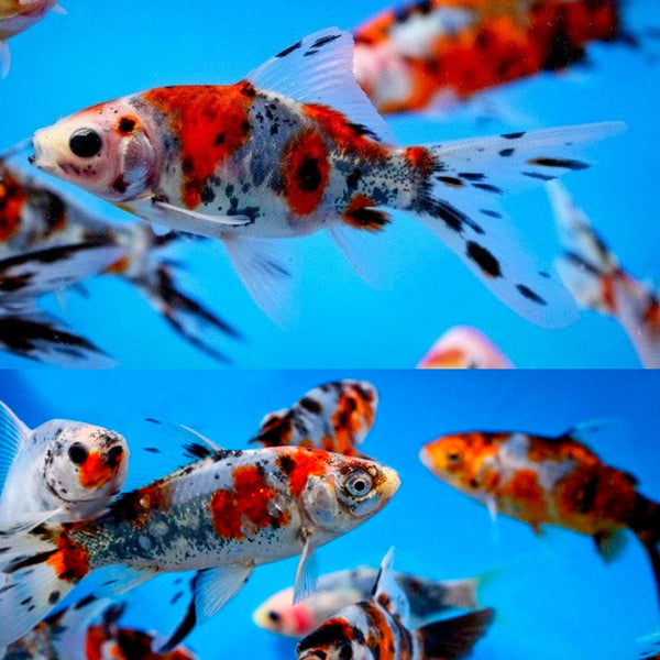 Shubunkin Goldfish 6inch Best4Pets