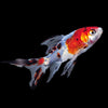 Load image into Gallery viewer, Shubunkin Goldfish 6inch