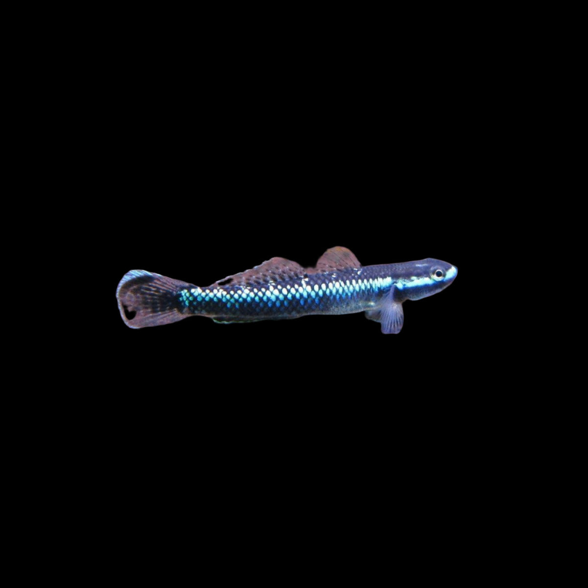 Electric Blue Neon Dwarf Goby (Stiphodon atropurpureus) Best4Pets