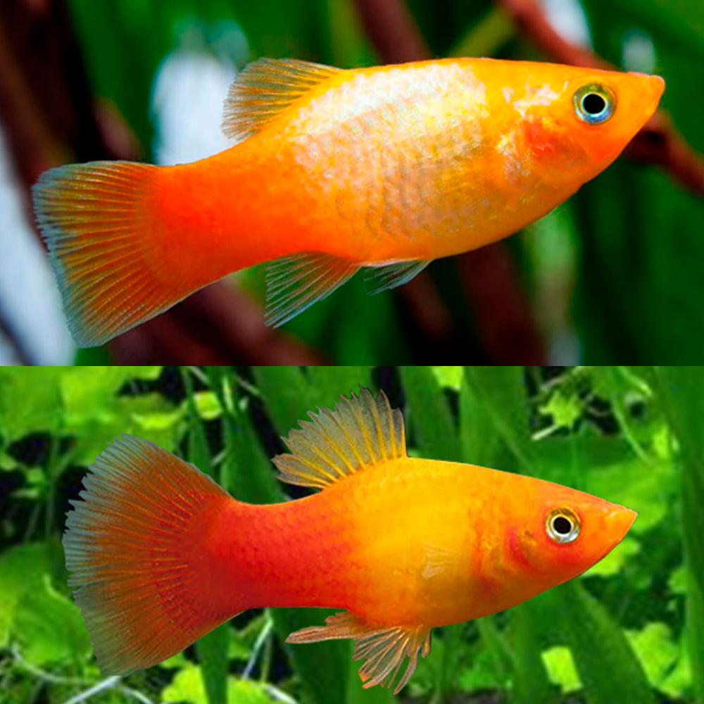 Sunset Platy