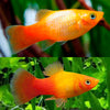 products/Sunset.platy.best4pets.in.jpg
