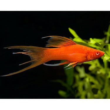 Tangerine Lyretail Swordtail (Pair)