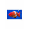 Red White Ranchu Gold