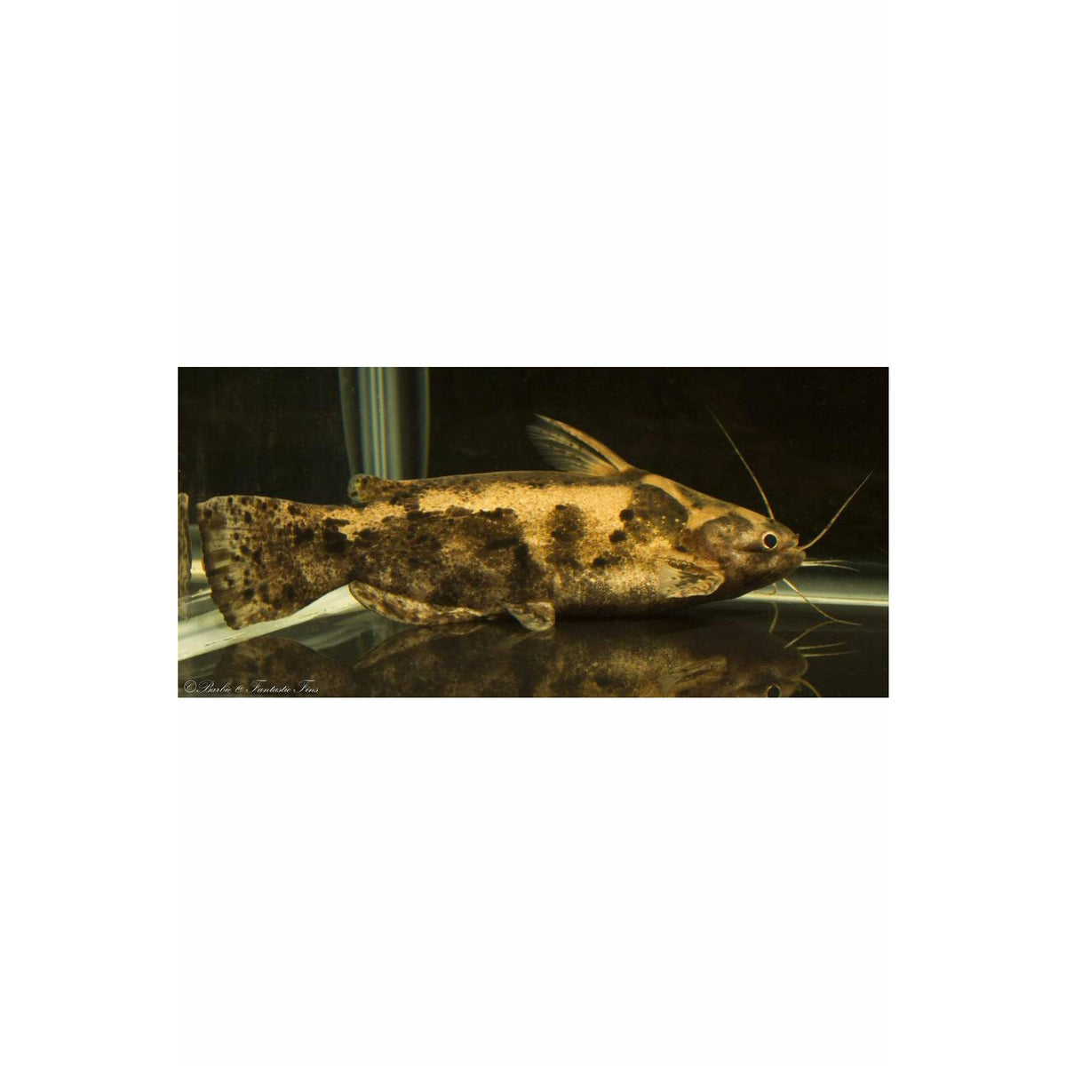 FISHER'S AKA COLOMBIAN WOOD CATFISH (TRACHELYOPTERUS FISHERI), TANK-BRED!