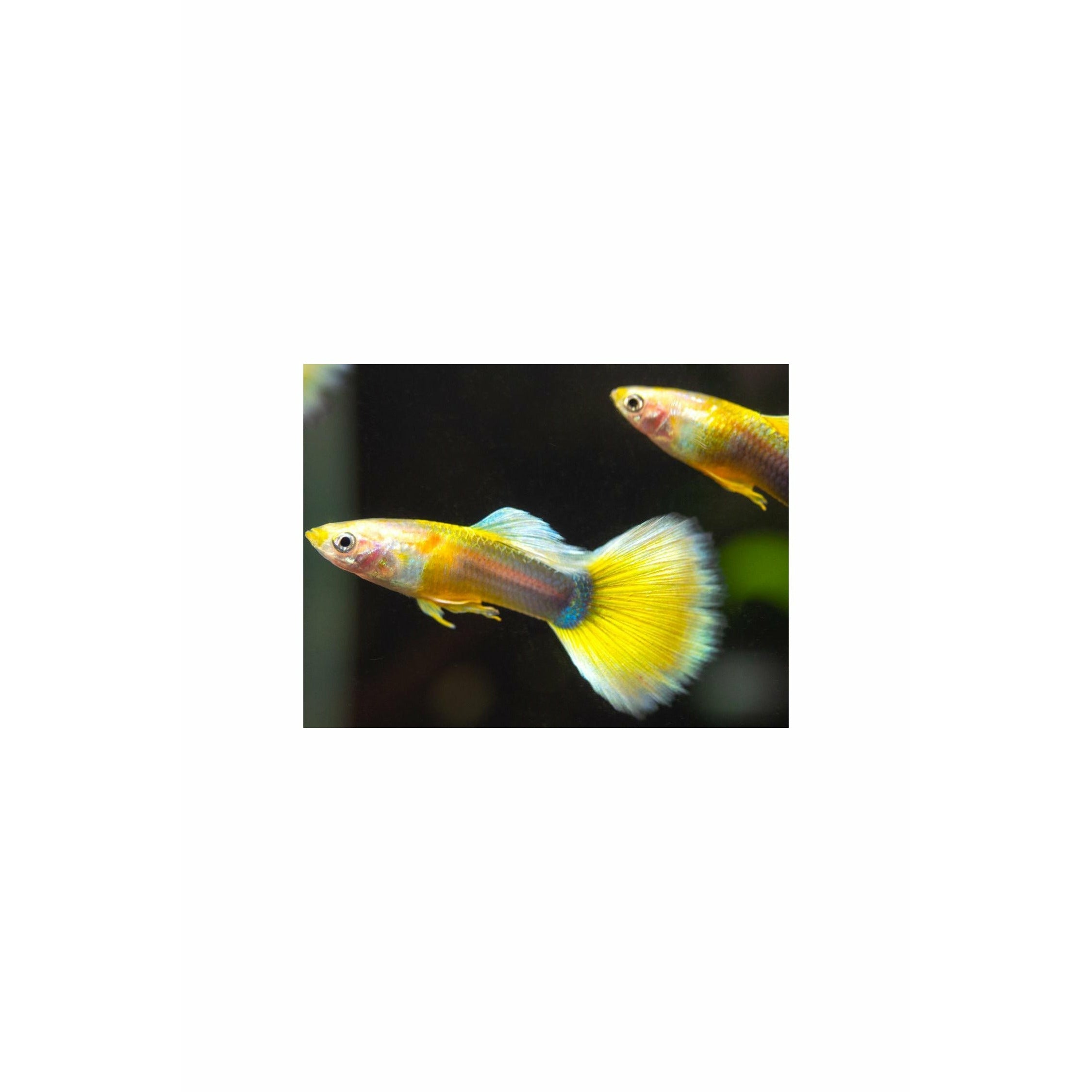 Yellow Tuxedo Guppy (PAIR)
