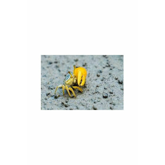 Yellow Fiddler Crab