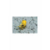products/Yellow.fiddler.crab.jpg