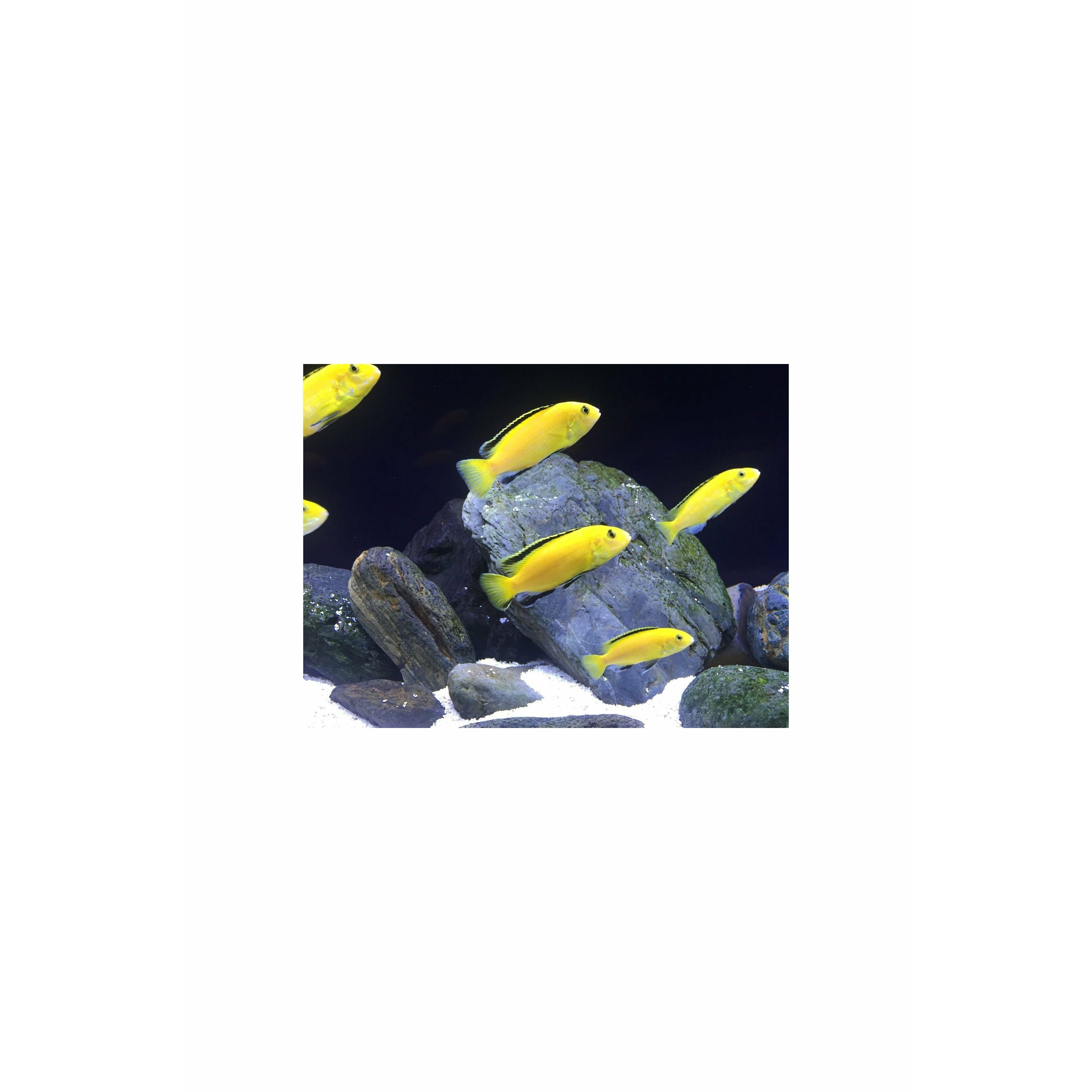 Yellow Lab / Labidochromis caeruleus 2"