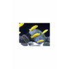 Yellow Lab / Labidochromis caeruleus 2